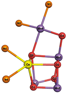 図4．PSIIの触媒中心の構造。