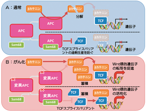 図1．大腸がん発症のメカニズム