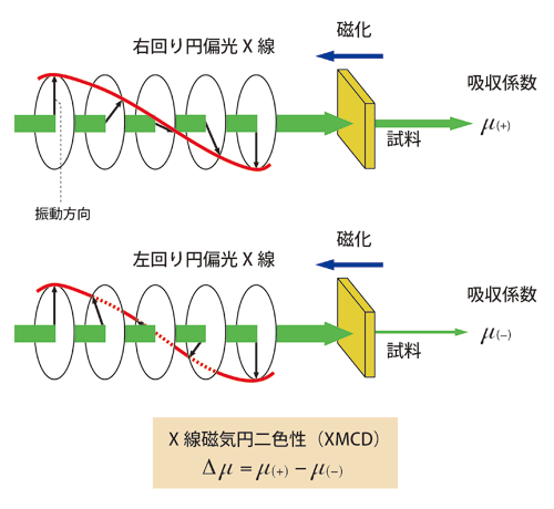 図2．X線磁気円二色性（XMCD）測定の原理。