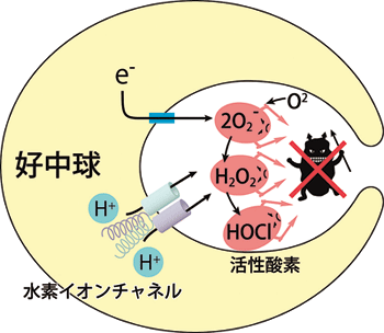 図1．好中球が細菌を退治する仕組み