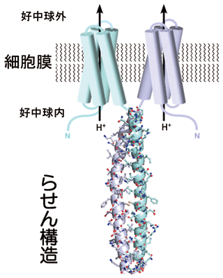 図2．水素イオンチャネルの構造