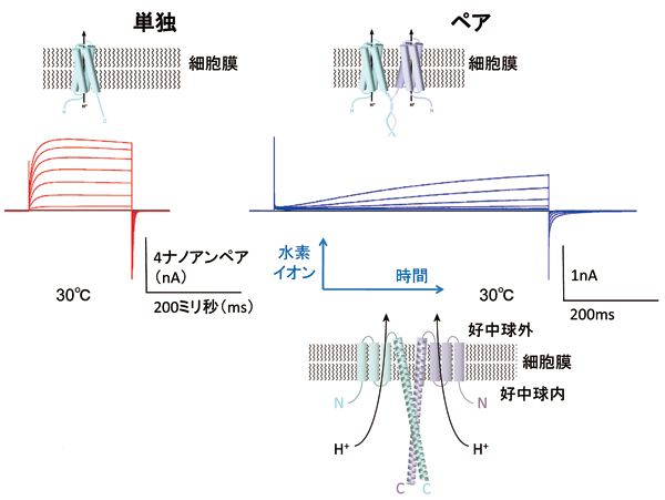 図3．水素イオンチャネルが単独のときとペアのときの水素イオンの流れ