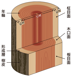 図1．幹の構造。