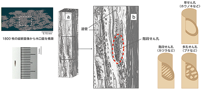 図2．道管のせん孔が鮮明に観察できるように構築した3D像（a）とその拡大図（b）
