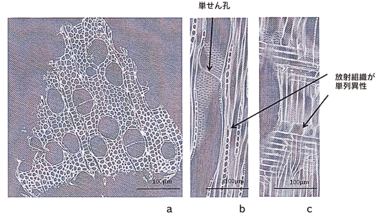 図3．SPring-8のX線マイクロCTを使って得られた八代古面のサンプルの断面像