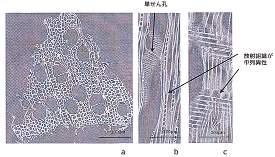 図3.SPring-8のX線マイクロCTを使って得られた八代古面のサンプルの断面像