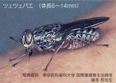表紙:ツェツェバエ
