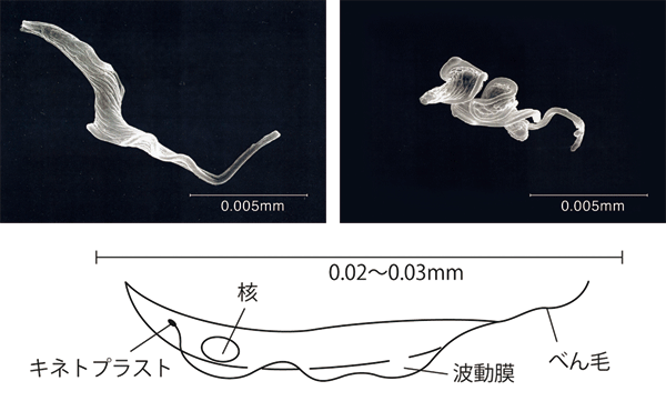 図1．アスコフラノンを投与した時のトリパノソーマの変化図1-1、図1-2の提供：籔　義貞博士（名古屋市立大学）