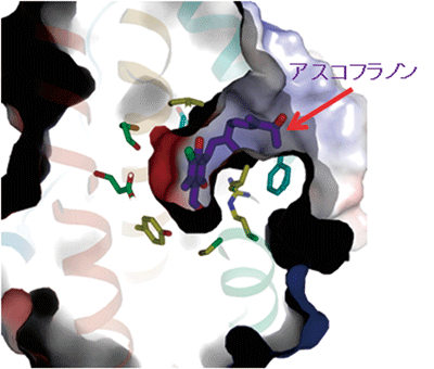 図3.アスコフラノンとTAO複合体の構造