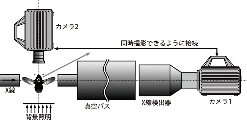 図3．マルハナバチの羽ばたきと飛翔筋のX線回折像を記録するシステムのイメージ