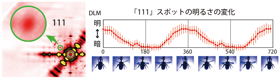 図4．羽ばたいているマルハナバチの飛翔筋のX線回折像