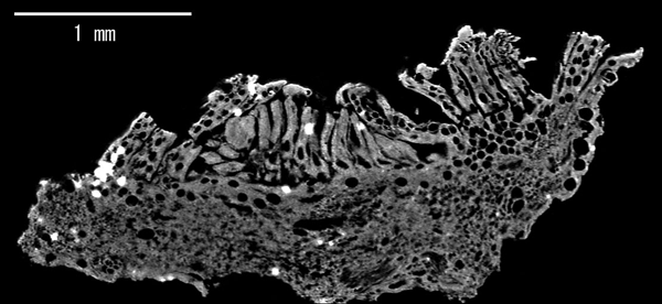 図2．白亜紀バンレイシ科花化石のCT断面像