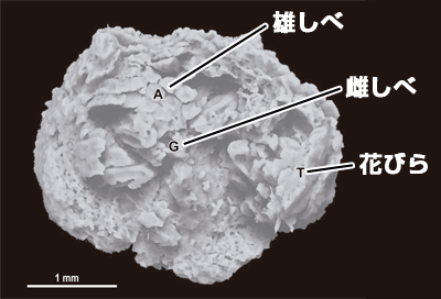 図3．白亜紀バンレイシ科花化石のCT外見像