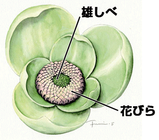 図4.CTデータに基づくバンレイシ科花化石のイメージ像