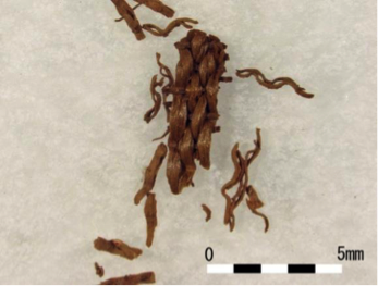Fig.1 Sample of floated fibers excavated from Fujinoki tumulus.