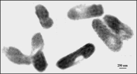 ecoli.gif