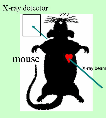 X-ray diffraction from a mouse heart
