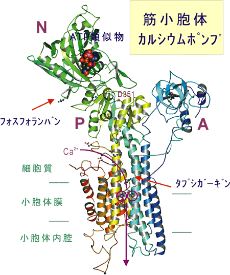 CaBindCaATPase.gif