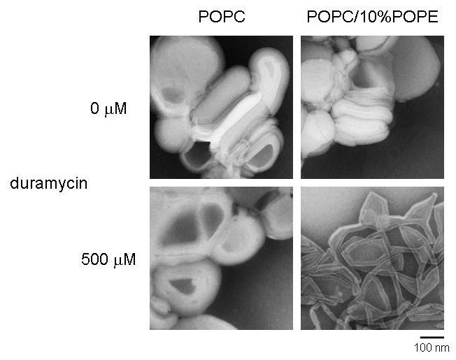 Hayakawa_fig2.jpg