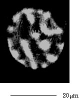 TomoMicroscope2