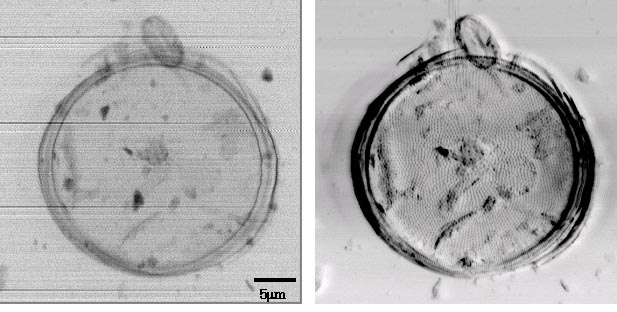 diatom1.jpg