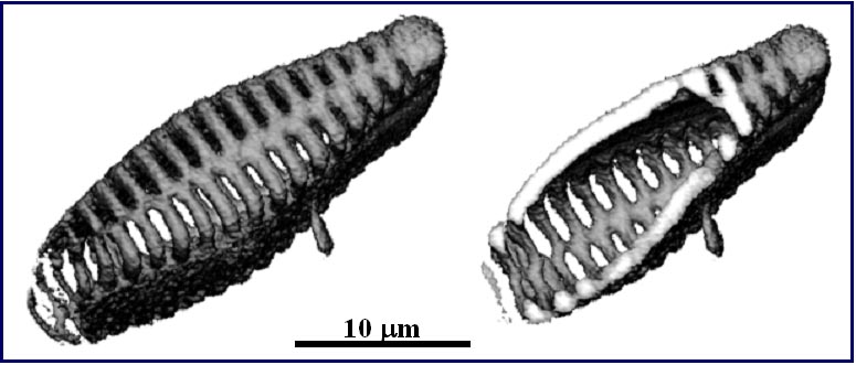 diatom2-b.jpg